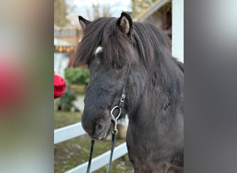 Islandais, Hongre, 6 Ans, 150 cm, Noir