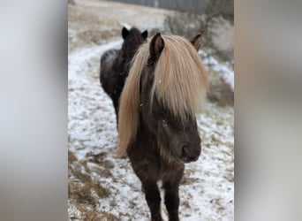 Islandais, Hongre, 7 Ans, 133 cm