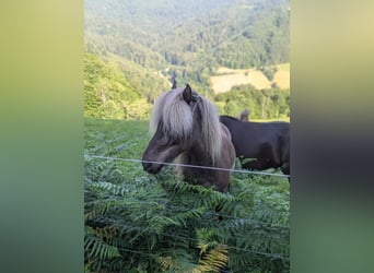 Islandais, Hongre, 7 Ans, 133 cm