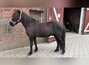 Islandais, Hongre, 7 Ans, 136 cm, Noir