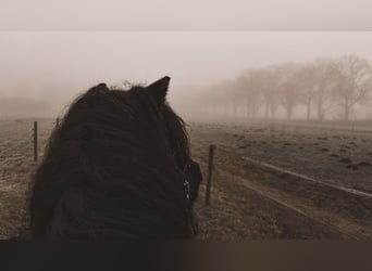 Islandais, Hongre, 7 Ans, 136 cm, Noir