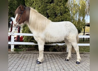 Islandais, Hongre, 7 Ans, 138 cm, Pinto