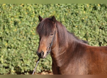 Islandais, Hongre, 7 Ans, 139 cm, Bai