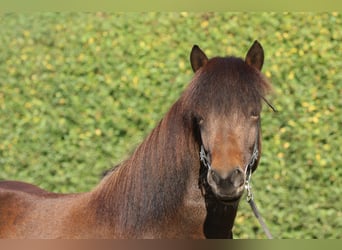 Islandais, Hongre, 7 Ans, 139 cm, Bai