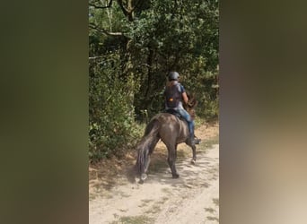 Islandais, Hongre, 7 Ans, 141 cm, Isabelle