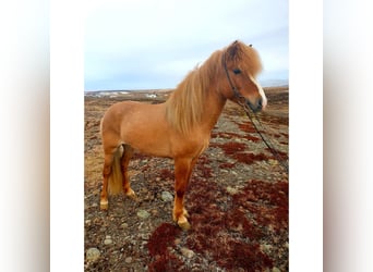 Islandais, Hongre, 7 Ans, 142 cm, Isabelle
