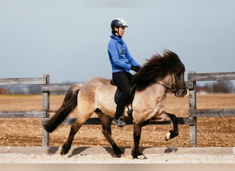 Islandais, Hongre, 7 Ans, 142 cm, Isabelle
