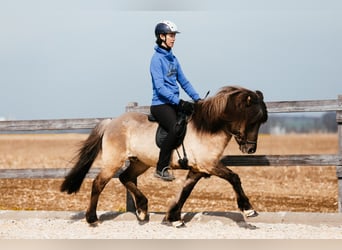 Islandais, Hongre, 7 Ans, 142 cm, Isabelle