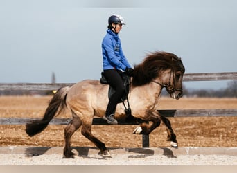 Islandais, Hongre, 7 Ans, 142 cm, Isabelle