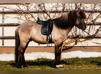 Islandais, Hongre, 7 Ans, 142 cm, Isabelle