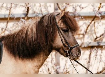 Islandais, Hongre, 7 Ans, 142 cm, Isabelle