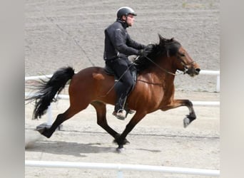 Islandais, Hongre, 7 Ans, 144 cm, Bai