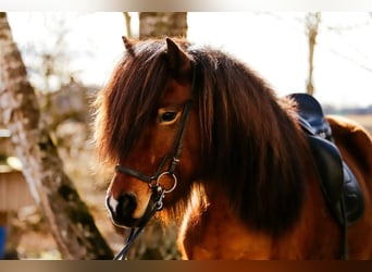 Islandais, Hongre, 7 Ans, 145 cm, Bai