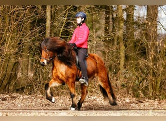 Islandais, Hongre, 7 Ans, 145 cm, Bai