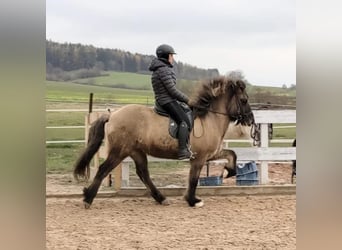Islandais, Hongre, 7 Ans, 145 cm, Isabelle