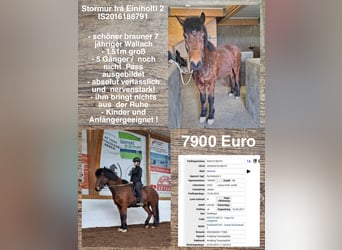 Islandais, Hongre, 7 Ans, Bai