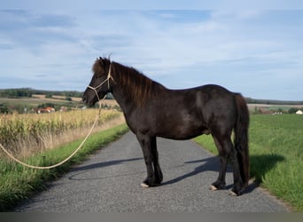 Islandais, Hongre, 8 Ans, 136 cm, Noir