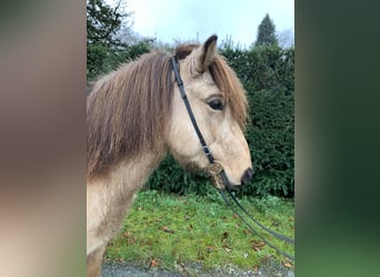 Islandais, Hongre, 8 Ans, 139 cm, Buckskin