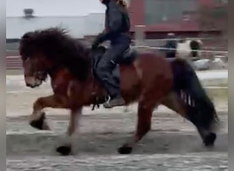 Islandais, Hongre, 8 Ans, 141 cm, Bai