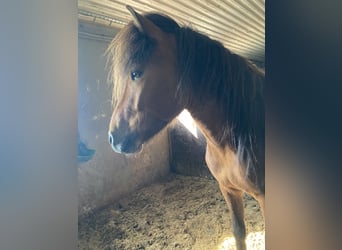 Islandais, Hongre, 8 Ans, 141 cm, Bai