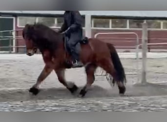 Islandais, Hongre, 8 Ans, 141 cm, Bai
