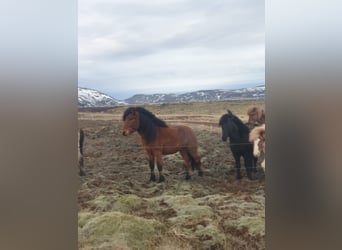Islandais, Hongre, 8 Ans, 141 cm, Bai