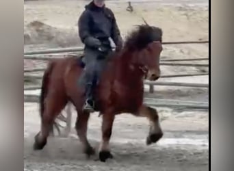 Islandais, Hongre, 8 Ans, 141 cm, Bai
