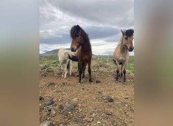Islandais, Hongre, 8 Ans, 141 cm, Bai
