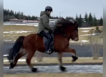 Islandais, Hongre, 8 Ans, 141 cm, Bai