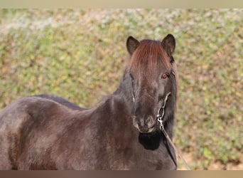 Islandais, Hongre, 8 Ans, 143 cm, Noir