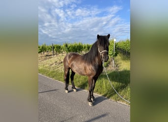 Islandais, Hongre, 8 Ans, 143 cm, Noir