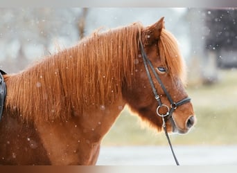 Islandais, Hongre, 8 Ans, 144 cm, Alezan