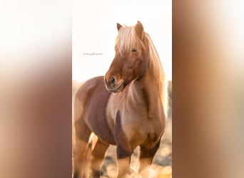 Islandais, Hongre, 8 Ans, 145 cm, Alezan