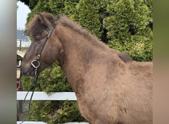 Islandais, Hongre, 8 Ans, 146 cm, Noir