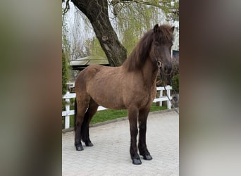 Islandais, Hongre, 8 Ans, 146 cm, Noir