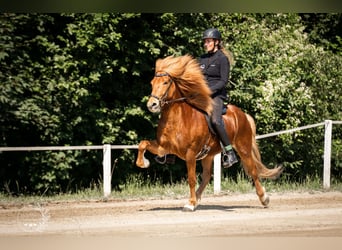 Islandais, Hongre, 8 Ans, 147 cm, Alezan