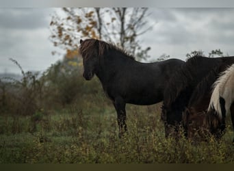 Islandais, Hongre, 9 Ans, 139 cm, Bai brun