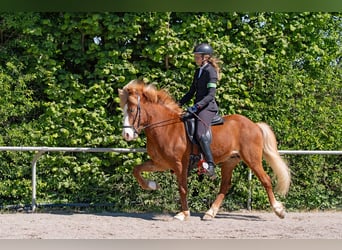 Islandais, Hongre, 9 Ans, 141 cm, Alezan
