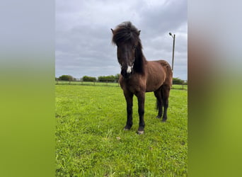 Islandais, Hongre, 9 Ans, 143 cm, Bai brun