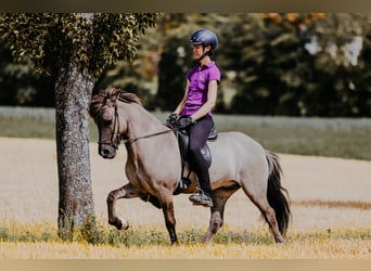 Islandais, Hongre, 9 Ans, 144 cm, Isabelle