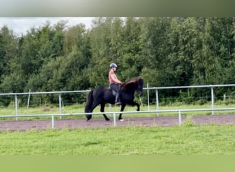 Islandais, Hongre, 9 Ans, 145 cm, Noir