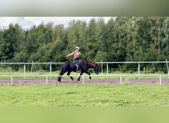 Islandais, Hongre, 9 Ans, 145 cm, Noir