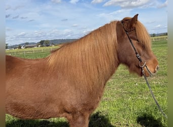 Islandais, Hongre, 9 Ans, 146 cm, Alezan