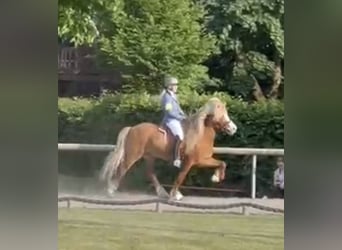 Islandais, Hongre, 9 Ans, 149 cm, Alezan cuivré