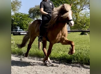 Islandais, Hongre, 9 Ans, 149 cm, Alezan cuivré