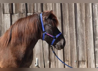 Islandais, Hongre, 9 Ans, Noir