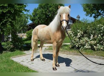 Islandais, Hongre, 9 Ans, Palomino