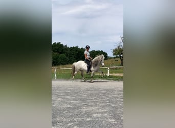 Islandais, Jument, 10 Ans, 135 cm, Gris