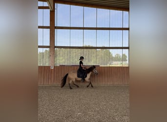 Islandais, Jument, 10 Ans, 135 cm, Isabelle