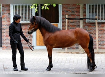 Islandais, Jument, 10 Ans, 138 cm, Bai cerise